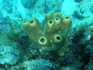 Esponjas Marinhas
