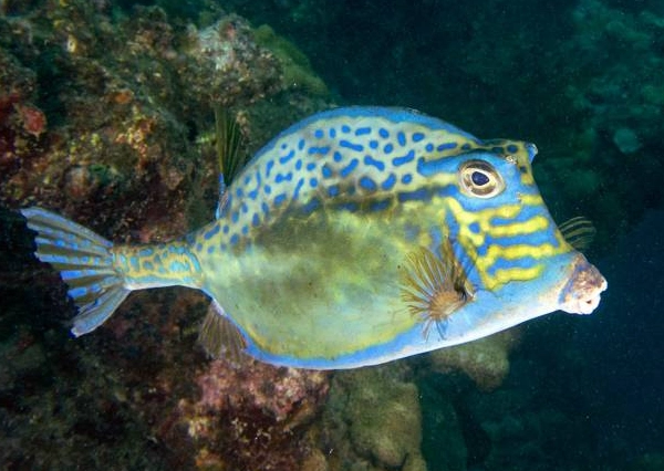 Peixes Recifais Brasileiros - Fonte: Cifonauta