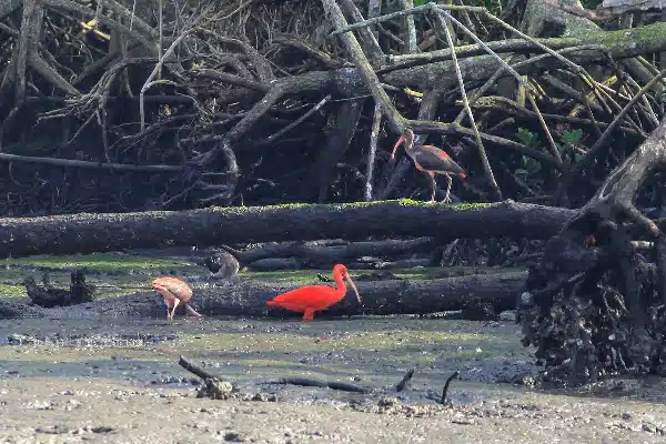 Guará (Eudocimus ruber) adulto todo vermelho e juvenis se alimentando.