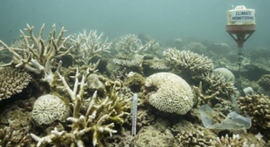 Simulação de Recifes