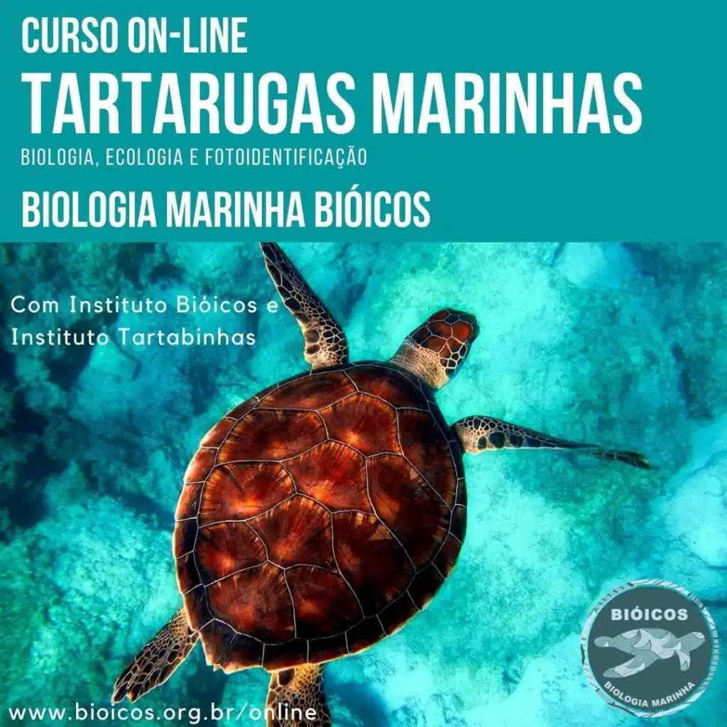 Curso EAD de Tartarugas Marinhas; Cursos de Biologia Marinha