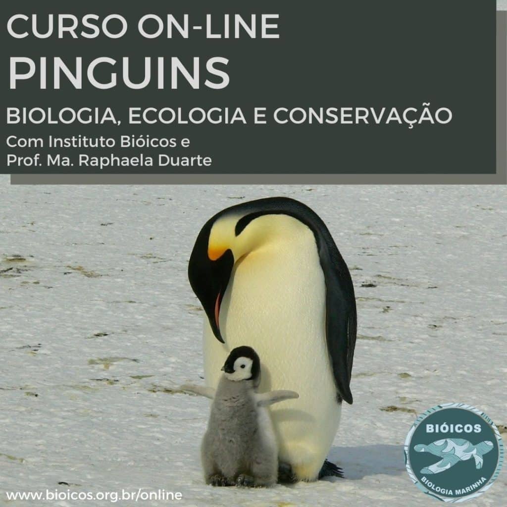 Curso online de Pinguins