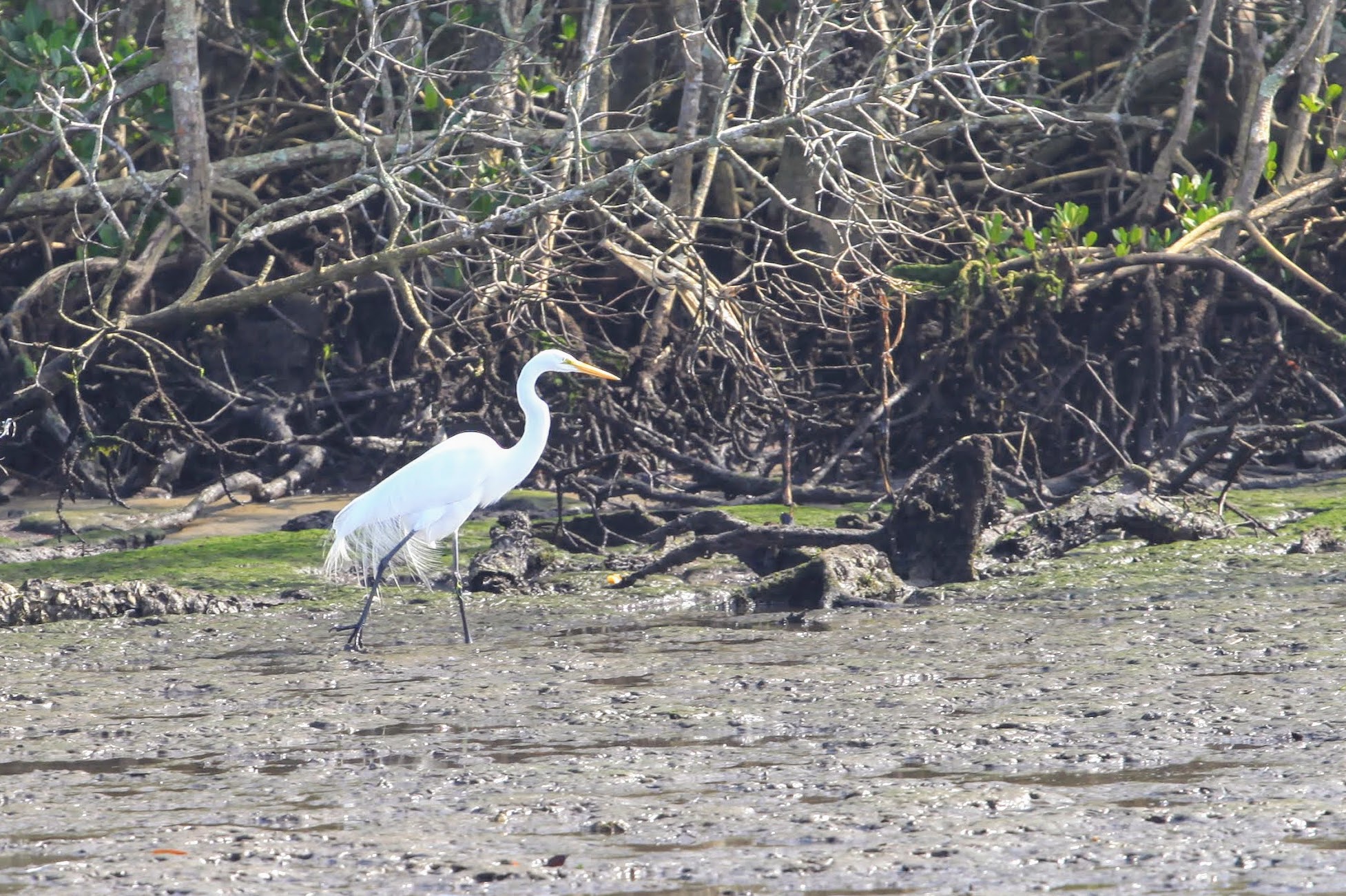 Garça-branca-grande (Ardea alba)